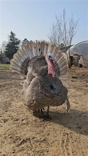 Blue Slate Turkey tom named Ragnar