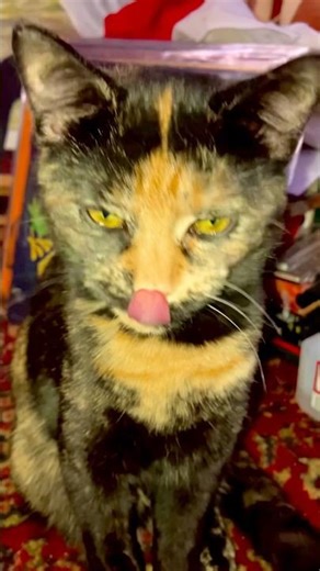 Nukie the tortoise shell kitten #cat