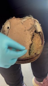 Update on Ivessa (aka C2): Disclaimer: Viewer discretion advised—this video includes images that may be sensitive to some viewers. If you missed our earlier post, we still have two Friesians under the expert care of Rood and Riddle Equine Hospital in Saratoga, NY, following the seizure on Tuesday, June 17th. One of them is a mare named Ivessa (formerly known as C2). When we found her, she was completely non-weight-bearing on her front left foot, standing on a concrete floor in her own feces. The