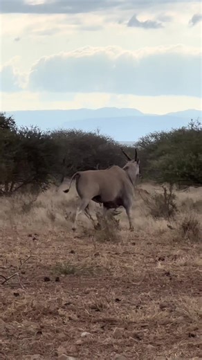 Massive Eland bull 👏🏹🐾🔥 #eland #biggamehunting #huntingseason #sci #plainsgame #rmef #nda #jagt #hunter #hunter #waterfowler #duckseason #hunt.