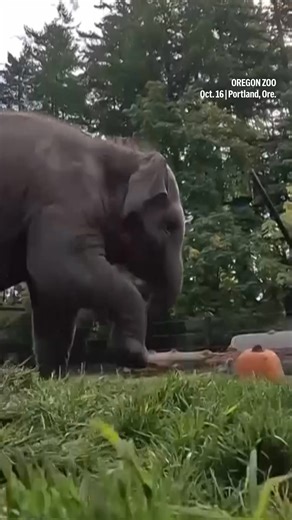 A baby elephant at the Oregon Zoo had more tricks than treats when handlers gave it a small pumpkin to play with during an annual fall event where giant elephants smash half-ton pumpkins. | AP