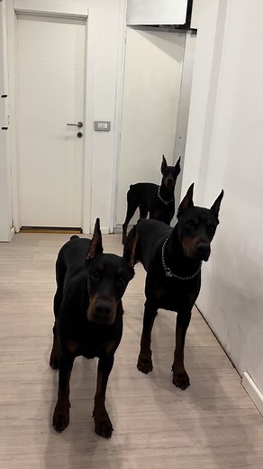Welcome 😈 #doberman #dobermanpinscher #doberman #security #dogguard #dobermansoftiktok #dobermangang #securityguard #guarddog #doglife #dobermann #europeandobermann