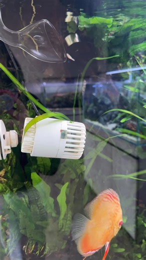 Create natural water flow with an aquarium wave maker—improves circulation, keeps your tank healthy, and brings your aquascape to life. For orders and inquiries, please send us a message | The Crazy Fish Man -TCFM