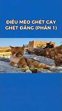 Những Điều Khiến Mèo Ghét Cay Ghét Đắng Mà Người Nuôi Mèo Cần Biết (Phần 1) | Bác Sĩ Trung