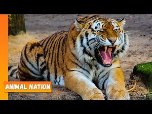 Tigers Roaring - Animal Nation