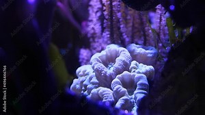 trumpet coral heads, organism frags in powerful circular current of nano reef marine aquarium, popular pet in beautiful live rock ecosystem, healthy and active animals in actinic blue light night mode
