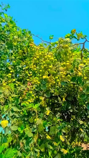 Kithe Gaiya Pind Diya Taliyan Beria