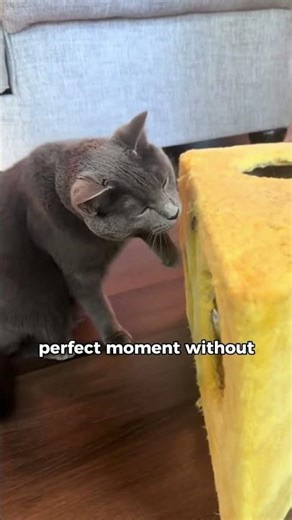 3 reasons cats can find prey anywhere