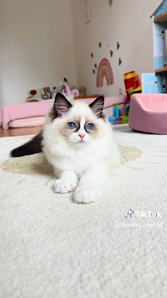 Urocza kotka Ragdoll szuka nowego domu