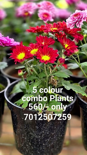 corrier available, dm for orders