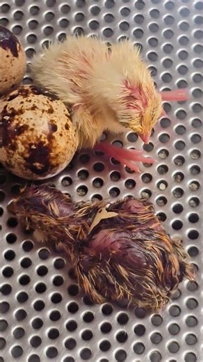 Newly hatched baby Japanese quail chicks Playa del Carmen Mexico Caribbean bird life #newborn #cute