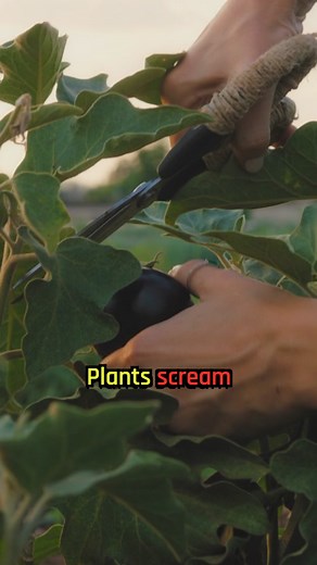 Plants scream under stress. #science #plant #learnontiktok | plant screaming