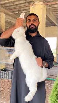 German Giant. biggest Rabbit breed