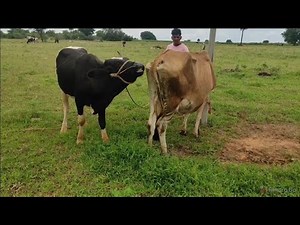 Crossing the H.F breed bull with a Jersey breed cow.
