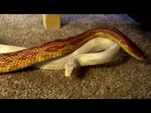 Corn Snake Mating Ritual