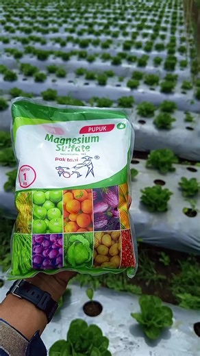 Magnesium Sulfate Fertilizer for Optimal Plant Growth