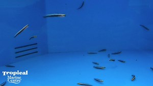 Tank bred Neon Gobies at TMC! Neon Goby - Blue (Elacatinus oceanops) The Neon Blue Goby is known for its bright, electric blue stripes. These signature stripes begin above the eyes and run the entire length of the body. A very hardy fish and, because of its small size, it makes a great addition to smaller nano reef aquariums. #TMC #Tropicalmarinecentre #Marine #Fish #TMCLookForTheLabel #tankbred #electricblue #neongoby #nanoreefaquarium | Tropical Marine Centre