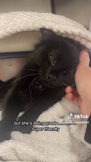 Seattle Animal Shelter on TikTok