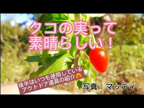クコの実って凄い！採取して乾燥保存