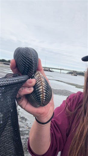 Top Tips for Bag Clamming Cockles in Oregon