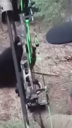 Close Range Bear Hunt with Bow #chasse #bear #archery #wildlife #outdoors