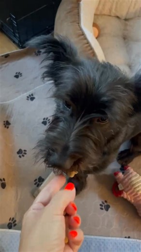 Adoptable Smoke is working hard with is foster mom to learn all of the "good boy" manners that he can! This is a dog who loves to learn and is eager to please. ⭐⭐Smoke is in a foster home. Please email us at pets@michianapets.org to request an application⭐⭐ Here is a note from his foster mom: "Smoke dog comin’ in warm and fuzzy! This sweet boy has improved since the separation from his littermate! Now that Smoke isn’t constantly trying to get all of the attention over his furbrother, he has wond