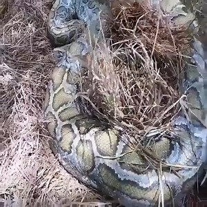 Oh my god the python is so big | MD MC