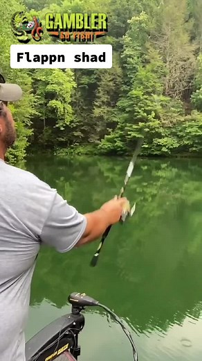 A finesse BUZZ SHAD!?! Yes please! @#flappnshad #gamblerlures #fishingtoks #bassgeek #bassgeeknation #youtubefishing #topwaterfishing #topwater #bass