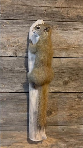 Climbing Squirrel Taxidermy