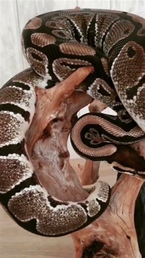 Ma passion a débuté avec un python regius nommé Tico