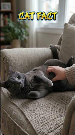 Why your cat moves away when you pet it