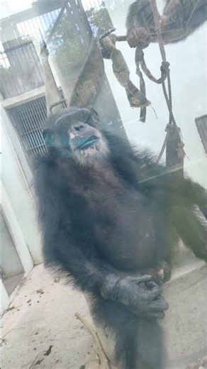 背汗t②チンパンジー・スグルくん・沖縄こどもの国・・・Chimpanzee・Okinawa Zoo & Museum(20260720)