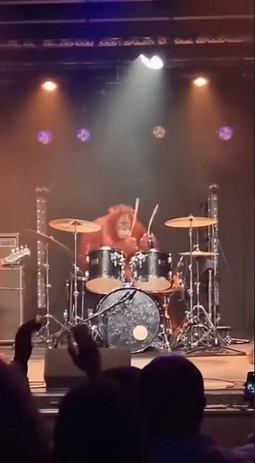 Shocking concert – Rocker Orangutans! #orangutans #rock #monkeys #viral #animals