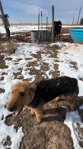 A tired, fulfilled dog, is a happy dog. It’s imperative to have a job for working bred canines. Love you big guy! #trailsendairedales #workingairedales #workingterrier #farmlife #farmdogs #guarddogwithaheart #airedalecommunity #geneticsmatter #guarddogs #dogtraining | Trail’s End Airedales