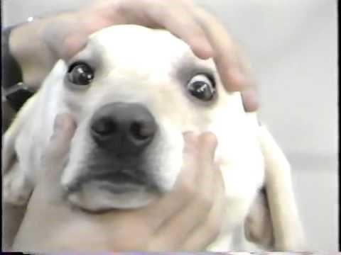 Neurological Exam of the Dog - Part 1