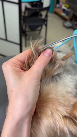 Fluffy dog transformation: Professional face & ear grooming tutorial!