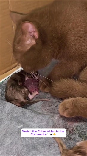 The Cat Had Difficulty Giving Birth – The End👉 Watch the Entire Video in the Comments💬👀👇 | Baby Cat