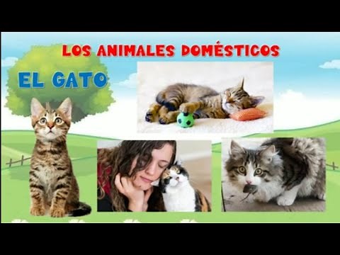 Los animales domésticos para niños