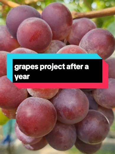 Grape Growing Project: Patience and Hard Work Pays Off