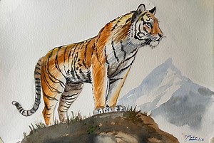 How to draw a tiger #tiger #drawing #watercolor #watercolour #artwork #watercolourpainting #art | Paintings