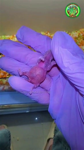 This Baby Hamster Swollen Due to Its Mother's Actions ❤️‍🩹🐹