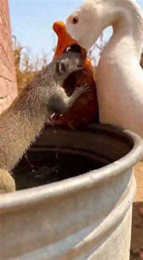 CHAOTIC BATTLE #funny #memes #viral #animals