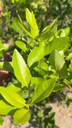 Cómo explotar la floración del limón. #fblifestyle #limon #agricultura #flores | Agrichac