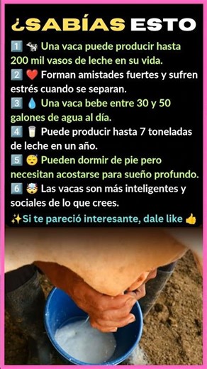6 DATOS INCREÍBLES DE LAS VACAS 🐄 ¿SABÍAS ESTO?