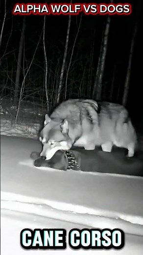 ALPHA WOLF VS ALPHA KANGAL