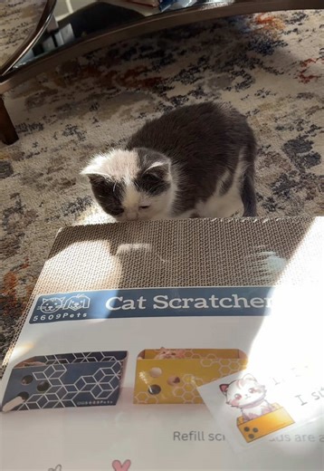 Opening up some more things!! Thank you guys so much! Happy holidays to you and your loved ones ❤️❤️❤️ #kermieworm #catsoftiktok #dwarfcat #kermit #cattoys