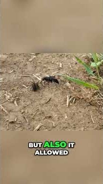 Bees Evolved From Wasps: The Surprising Origin Story #shorts