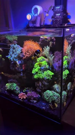 Amazing reef! 💜 | #poweredbyaquaforest