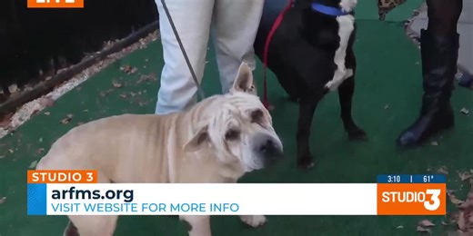 ARF Has Pets Looking for Homes for the Holidays