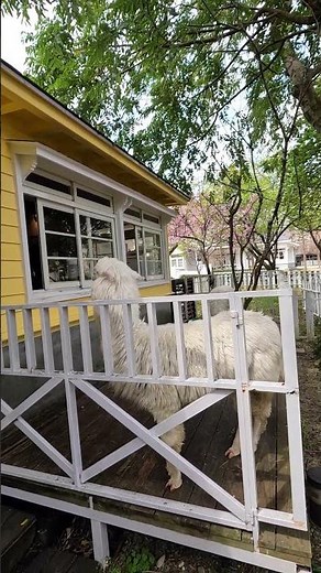 「大衛小小羊餐廳」的可愛羊駝 (The cute alpaca at David& Alpaca restaurant) - 陽明山美軍宿舍群